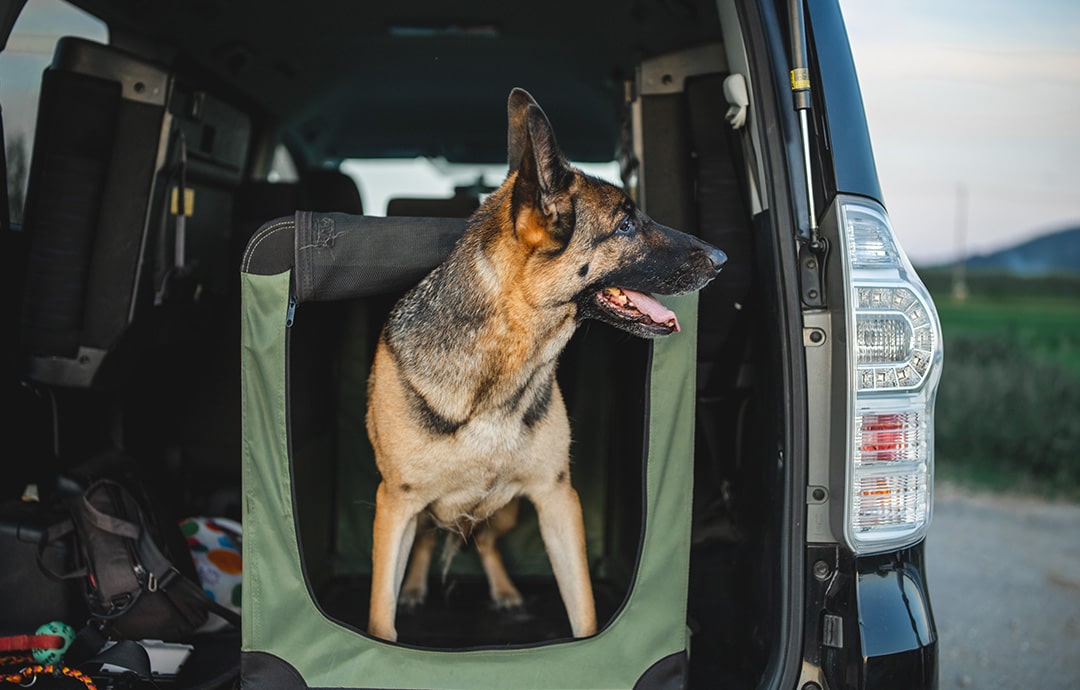 ペット用ドライブボックスに入った犬