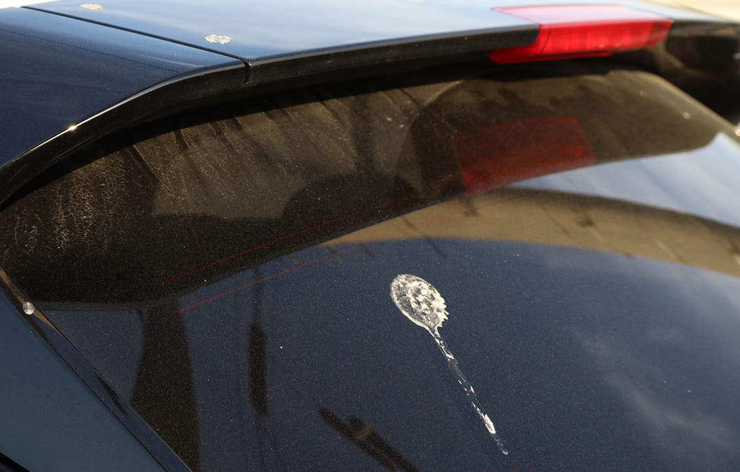 車のボディについた鳥のフン